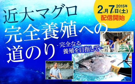 近大マグロ完全養殖への道のり-2/7(土)公開講座配信開始